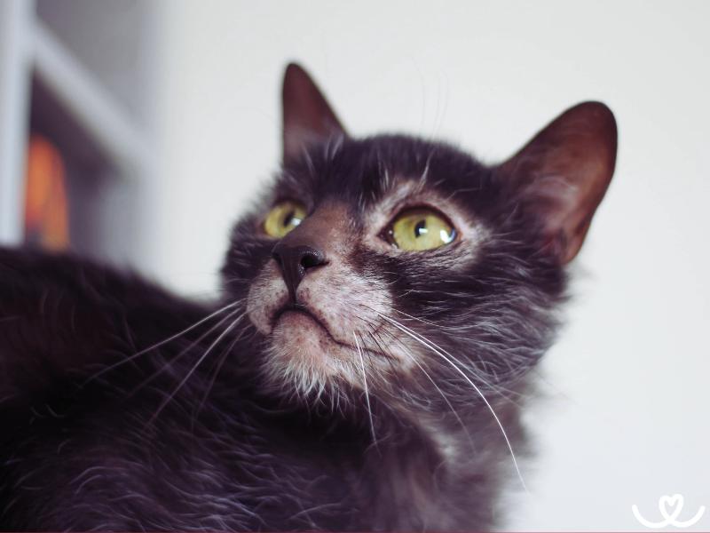 Kocici-plemeno-lykoi (3)